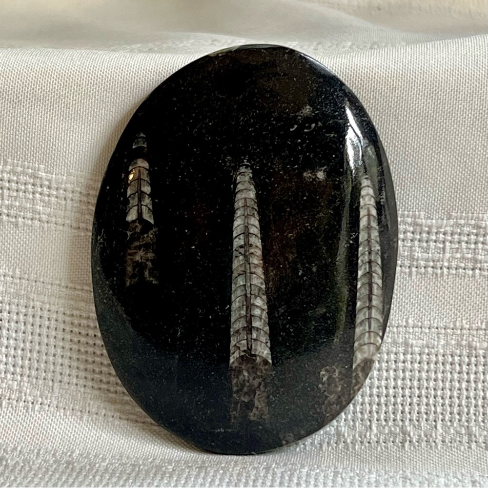 Orthoceras Multiple Fossils in Polished Black‎ Limestone